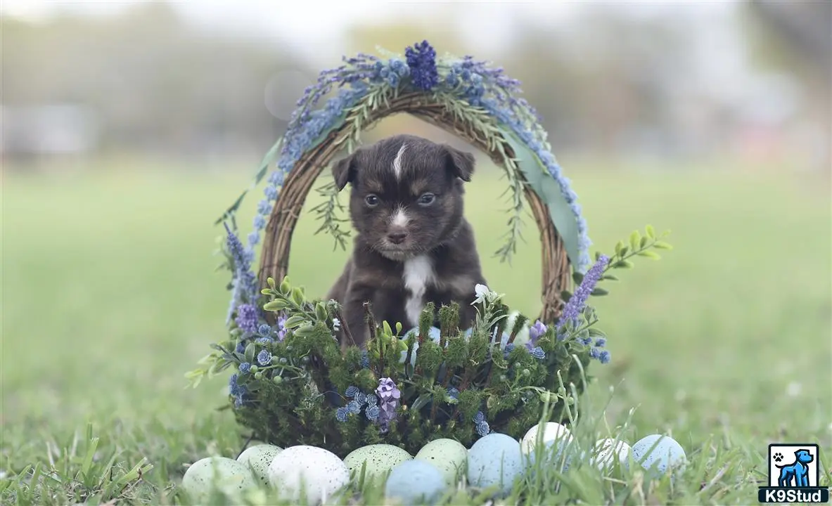 Miniature Australian Shepherd puppy for sale