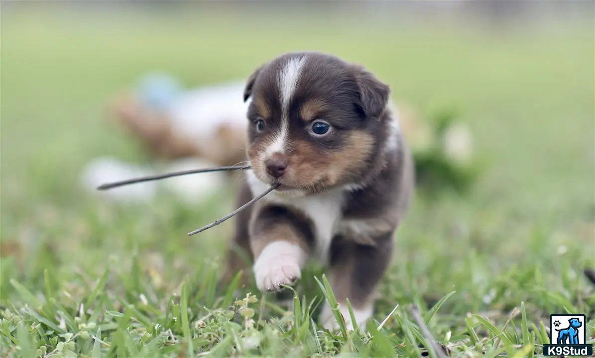 Miniature Australian Shepherd puppy for sale