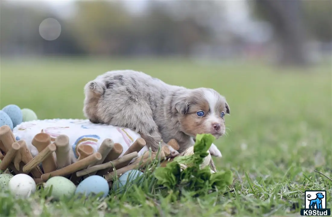 Miniature Australian Shepherd puppy for sale