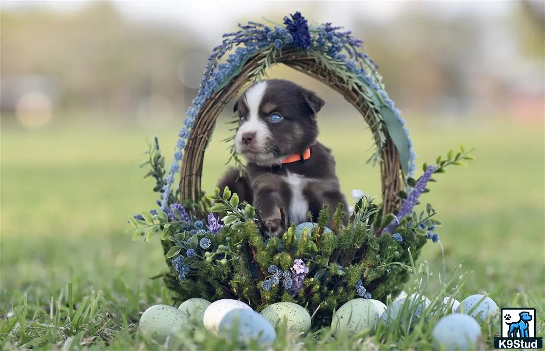 Miniature Australian Shepherd puppy for sale