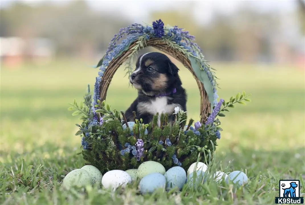 Miniature Australian Shepherd puppy for sale