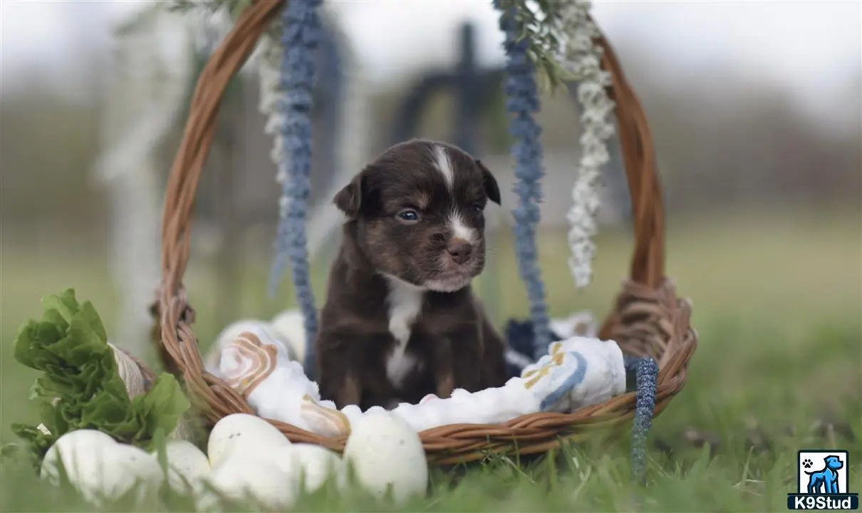 Miniature Australian Shepherd puppy for sale