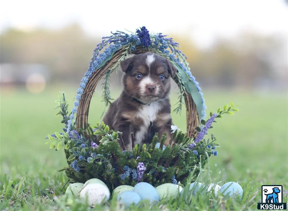 Miniature Australian Shepherd puppy for sale