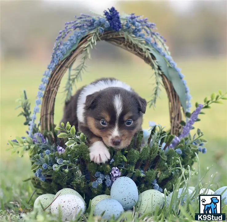 Miniature Australian Shepherd puppy for sale