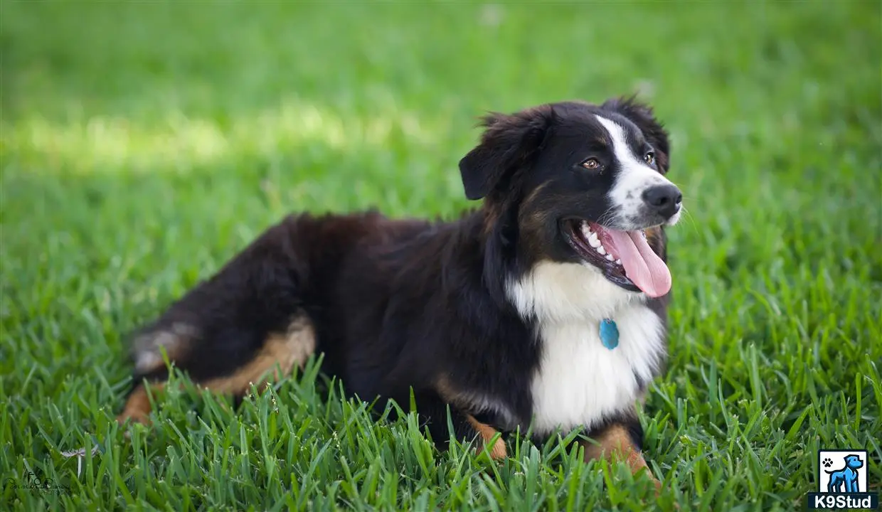 Miniature Australian Shepherd