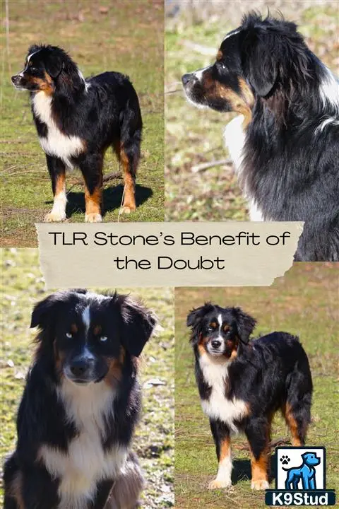 Miniature Australian Shepherd stud dog