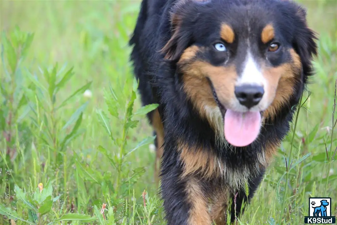 Miniature Australian Shepherd