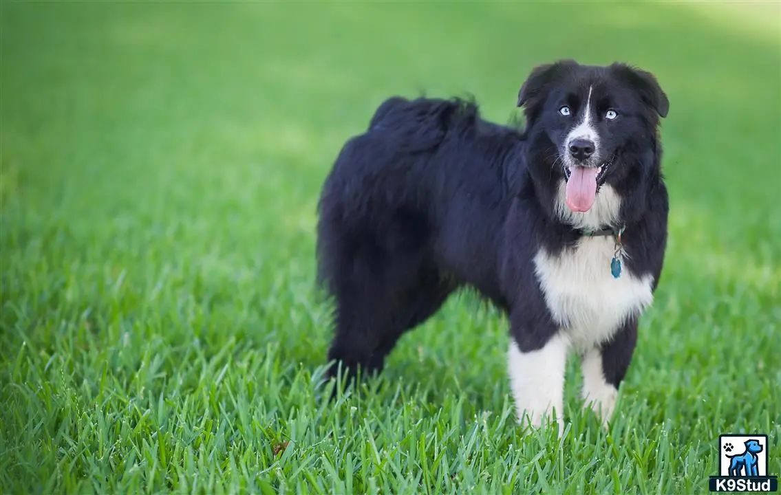 Miniature Australian Shepherd stud dog