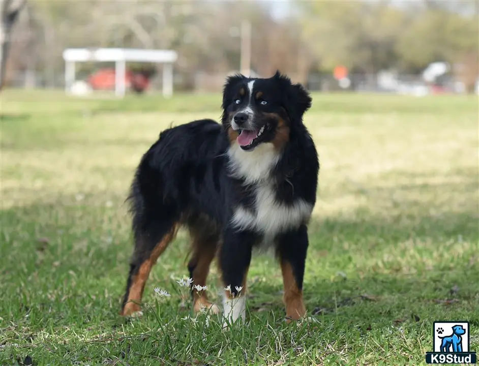 Miniature Australian Shepherd stud dog