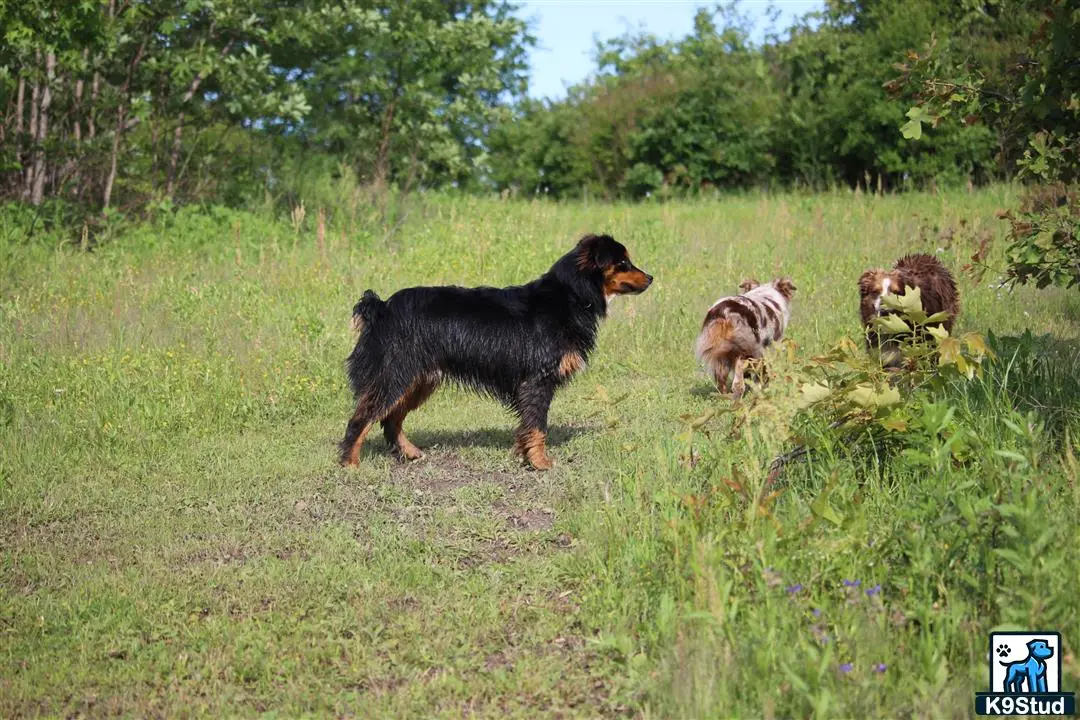 Miniature Australian Shepherd stud dog