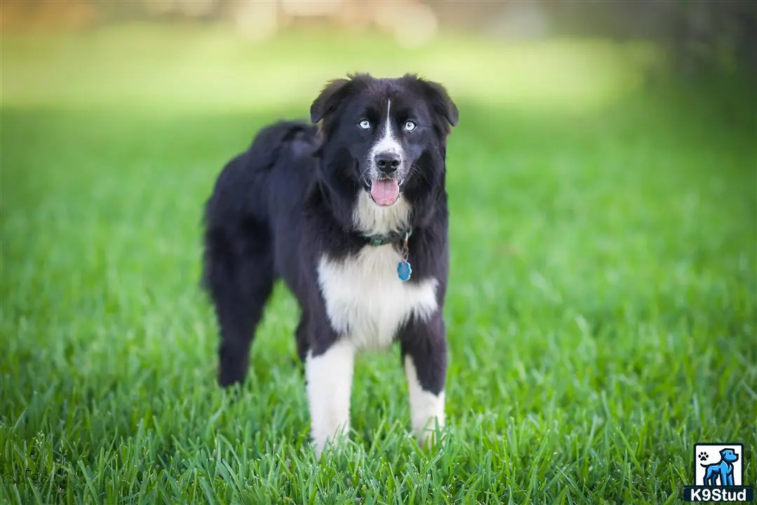 Miniature Australian Shepherd stud dog