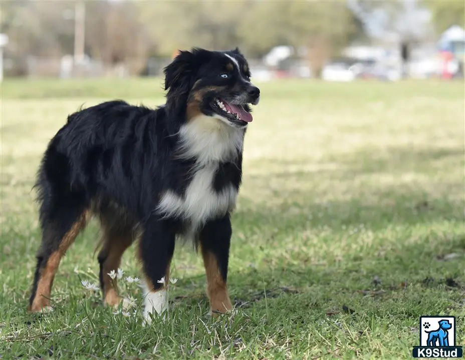 Miniature Australian Shepherd stud dog