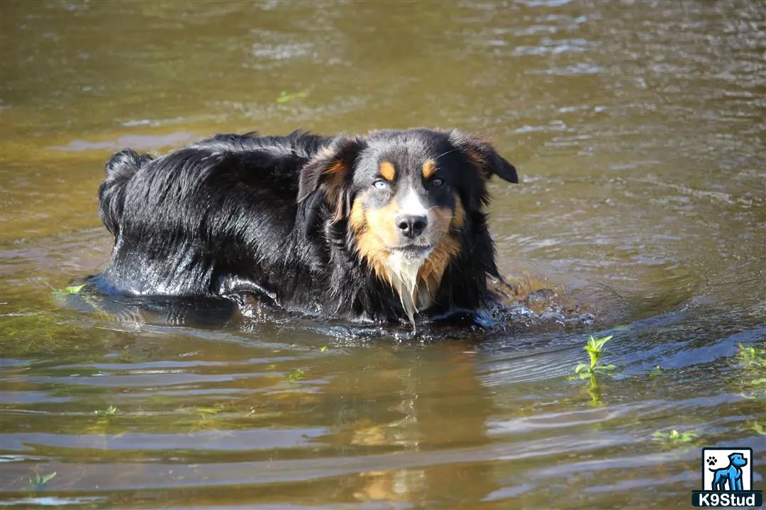 Miniature Australian Shepherd stud dog