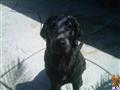 Labrador Retriever stud dog: Black Labrador Retriever puppy sitting on a patio