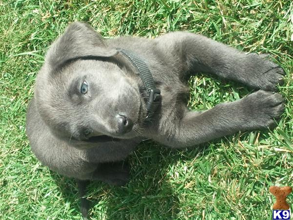 Labrador Retriever stud dog