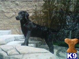 Labrador Retriever stud dog