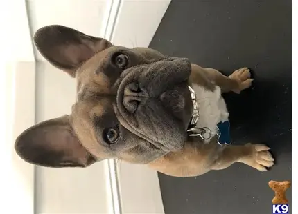 French Bulldog