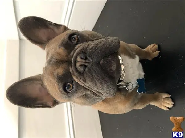 French Bulldog stud dog