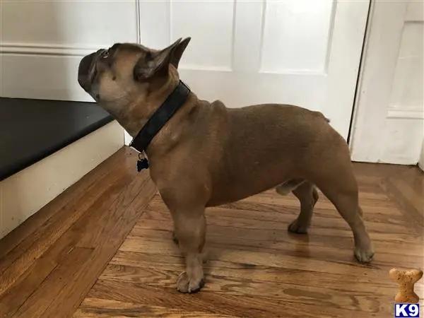 French Bulldog stud dog