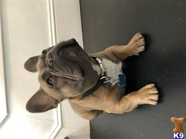 French Bulldog stud dog