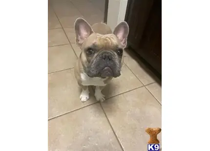 French Bulldog