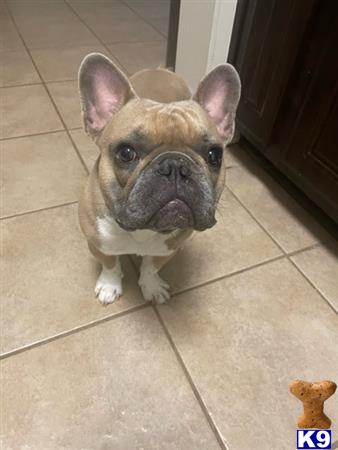 a french bulldog dog sitting on the floor