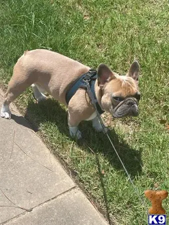 French Bulldog stud dog