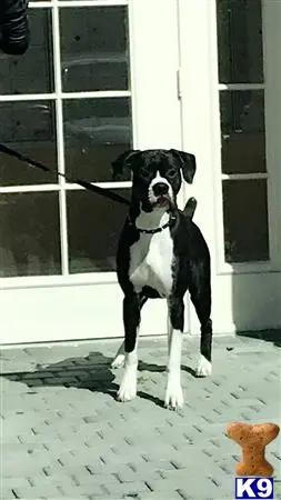 Boxer stud dog