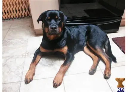 Rottweiler