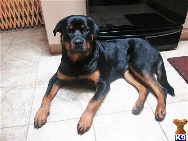 Rottweiler