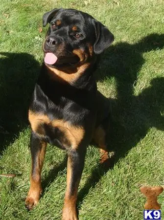 Rottweiler stud dog