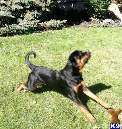 Rottweiler stud dog