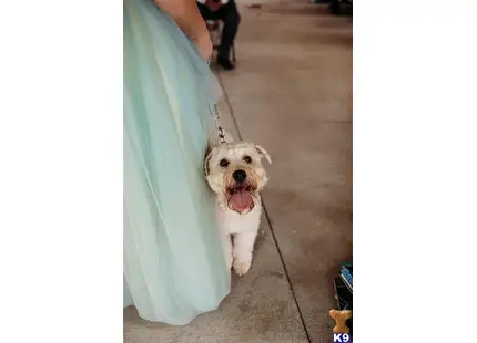 Soft Coated Wheaten Terrier