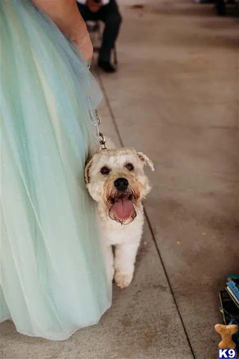 Soft Coated Wheaten Terrier female dog