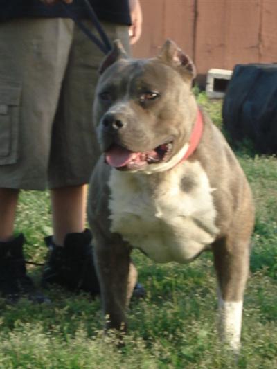 American Pit Bull Puppy for Sale: monster batch 16 Years old