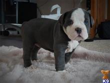 old english bulldog puppy posted by tntbulldogges