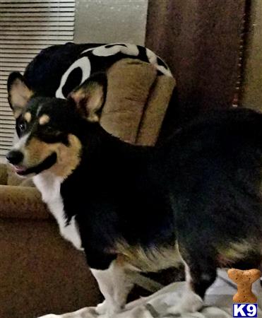 a couple of pembroke welsh corgi dogs