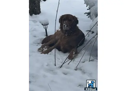 Golden Retriever stud dog: a golden retriever dog sitting in the snow