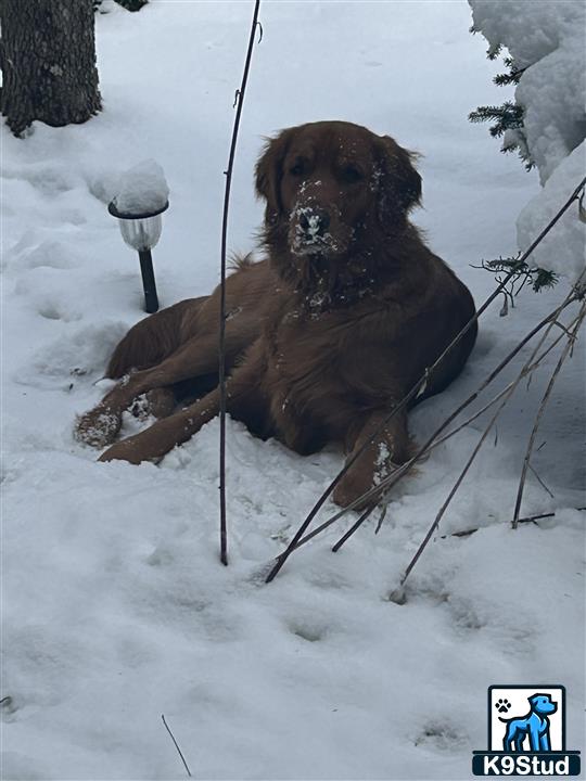 a golden retriever dog sitting in the snow