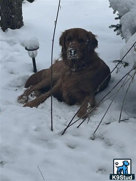 Golden Retriever stud dog: a golden retriever dog sitting in the snow