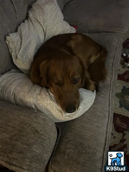 Golden Retriever stud dog: a golden retriever dog lying on a couch