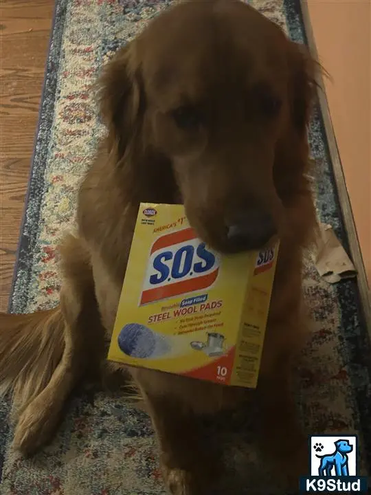 Golden Retriever stud dog: a golden retriever dog holding a box