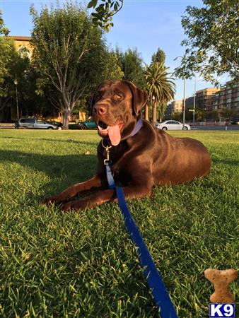 a labrador retriever dog sitting in the grass