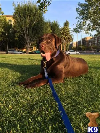 Labrador Retriever stud dog