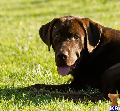 Labrador Retriever stud dog