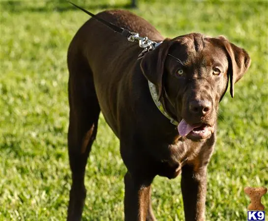 Labrador Retriever stud dog