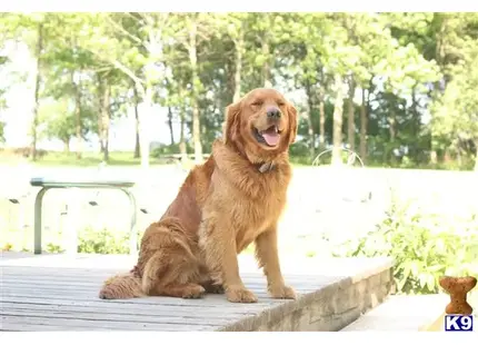 Golden Retriever stud dog: a golden retriever dog sitting on a ledge