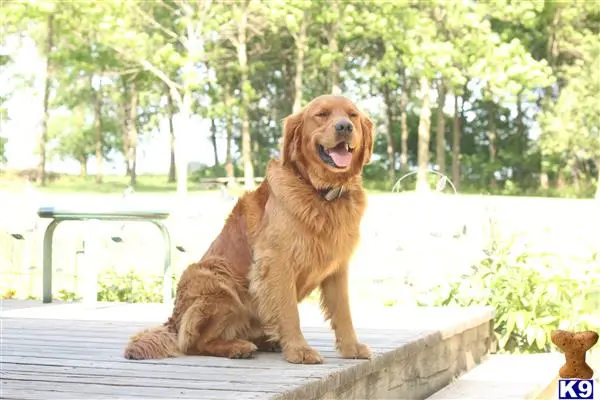 Golden Retriever stud dog: a golden retriever dog sitting on a ledge