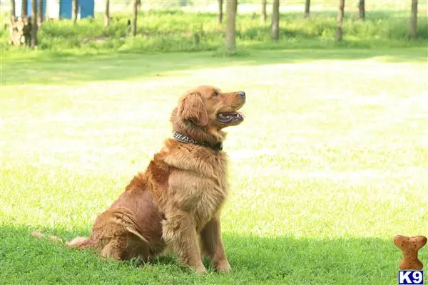 Golden Retriever stud dog: a golden retriever dog sitting in the grass
