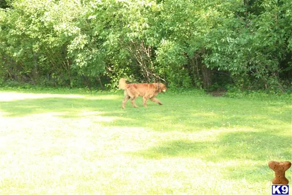 Golden Retriever stud dog: a cow walking in a field